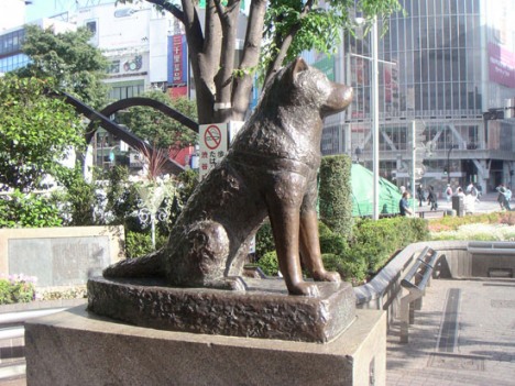 chú chó trung thành